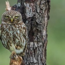 owl, trees, Lod on the beach, Little Owl