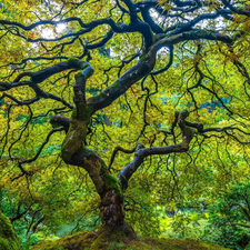 Maple Palm, green ones, trees