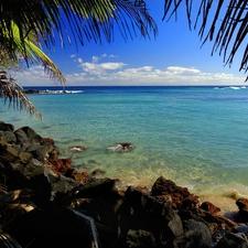 Palm, sea, rocks