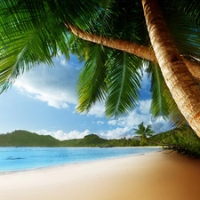 Palms, sea, Beaches
