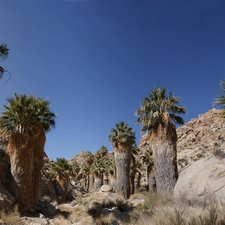 Desert, Palms