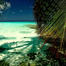 Palms, sea, Island