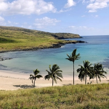 sea, Beaches, Palms, Island