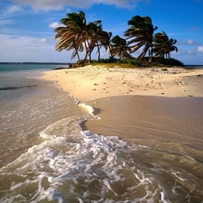 Palms, Island, sea