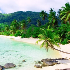 Stones, Beaches, Palms, sea