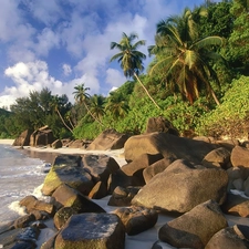 Palms, Coast, Stones