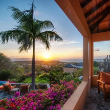 terrace, Flowers, Palms, Pool