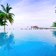 Palms, Pool, water