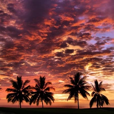 west, clouds, Palms, sun