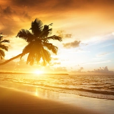 west, sea, Palms, sun