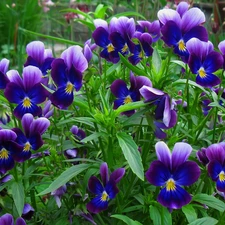pansies, Flowers, Blue