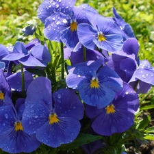 Blue, pansies