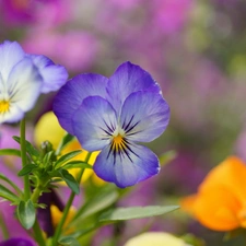 color, pansies