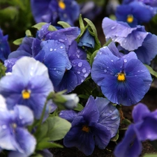 pansies, Blue, Flowers