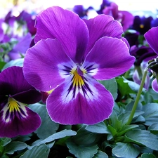 Purple, pansies