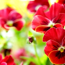 Red, pansies