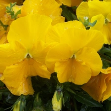 Yellow, pansies