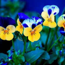 pansies