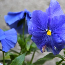 blue, pansy