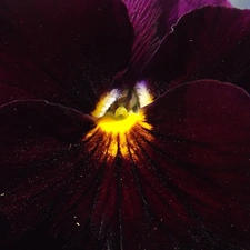 Close, Colourfull Flowers, pansy