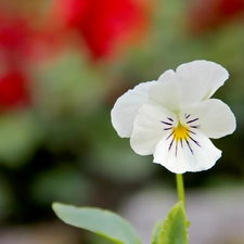 pansy, small, White
