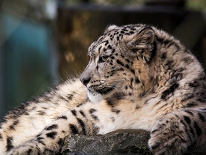 snow, snow leopard, Panther