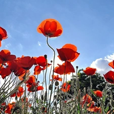 blue, Red, papavers, Sky