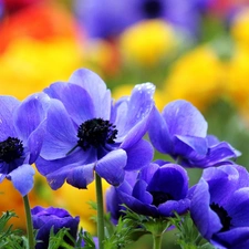 Blue, Anemones