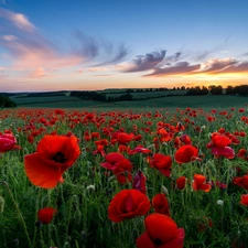 papavers, Meadow, clouds