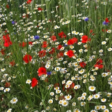 Meadow, cornflowers, papavers, Flowers