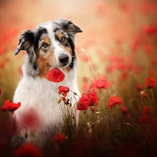 dog, papavers, Meadow, Australian Shepherd