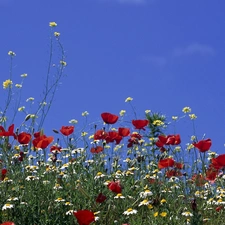 Red, papavers