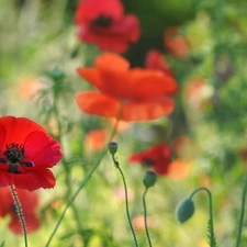 Red, papavers