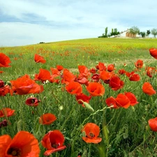 papavers, Meadow, Red