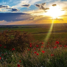 papavers, west, sun