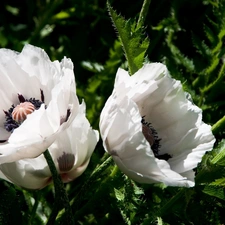 White, papavers