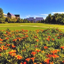 Flowers, buildings, Park, blue