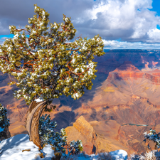 Grand Canyon, Grand Canyon National Park, Grand Canyon, Mountains, State of Arizona, The United States, trees, pine, Rocks