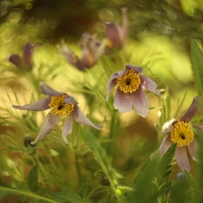 blooming, purple, Flowers, pasque