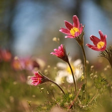 Pink, Flowers, rapprochement, pasque