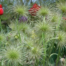 seedheads, pasque