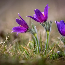 pasque, Flowers, Spring