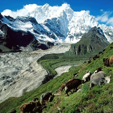 pasture, Tibet, Mountains