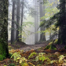 Old car, Fog, Path, forest