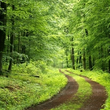 forest, Path