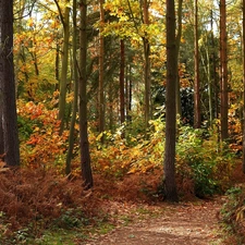 Path, autumn, forest