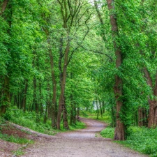 Way, trees, green, viewes, forest, Path, HDR