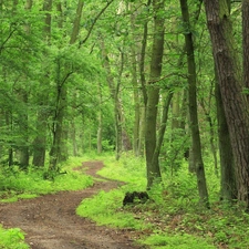 pathway, Green, forest