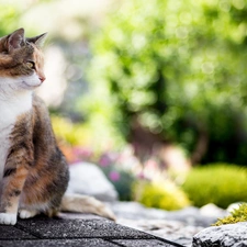 cat, Stone, Bokeh, Pavement