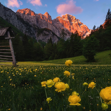 Meadow, illuminated, Flowers, peaks, Mountains, Yellow, Globeflower
